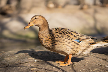 Wild ducks. Beautiful birds in the city park on a sunny day.