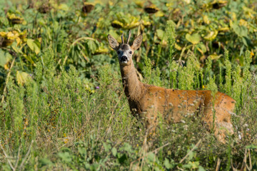  Roe deer in green grass