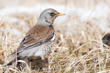 Portrait of a fieldfare (Turdus pilaris)