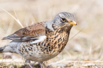 Portrait of a fieldfare (Turdus pilaris)