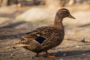 Wild ducks. Beautiful birds in the city park on a sunny day.