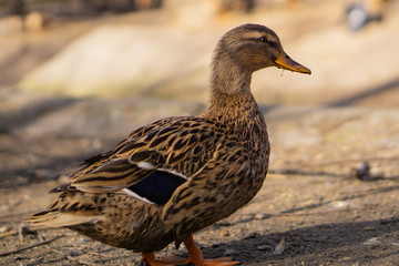 Wild ducks. Beautiful birds in the city park on a sunny day.