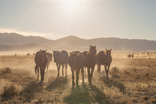 Wild Horses in the Utah Desert