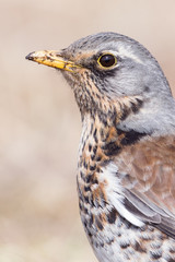 Portrait of a fieldfare (Turdus pilaris)