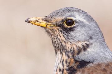 Portrait of a fieldfare (Turdus pilaris)