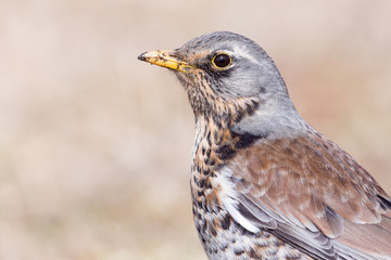 Portrait of a fieldfare (Turdus pilaris)