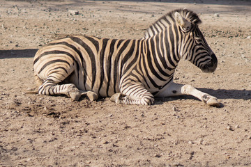 Fototapeta na wymiar Zebra. Beautiful animals in the city park on a sunny day.