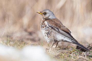 Portrait of a fieldfare (Turdus pilaris)