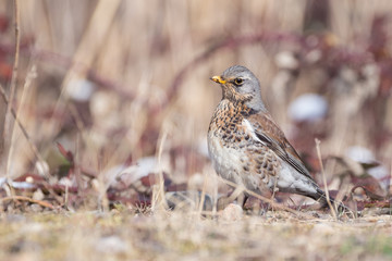 Portrait of a fieldfare (Turdus pilaris)