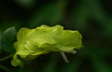 nahaufnahme einer grünen zierhopfen blüte