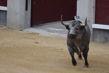 spanish bull