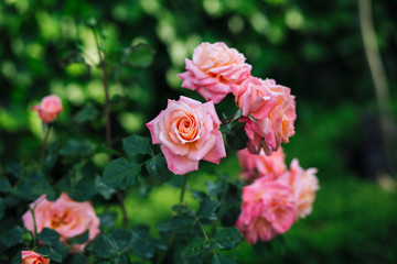roses flower garden
