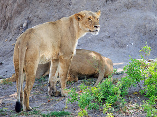 African Lioness standing looking alert while another is lying down asleep.  Hwange National Park,...
