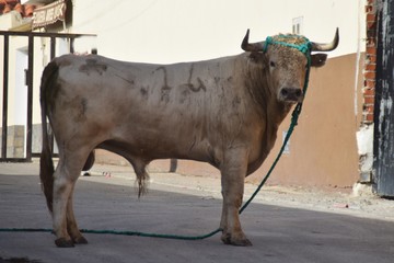 spanish bull
