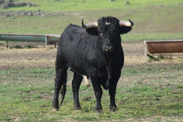 spanish bull