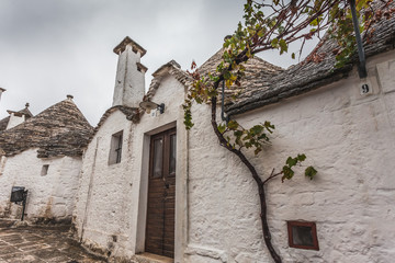 Detail of a Trullo of Alberobello with vine plant near the entrance on a rainy day