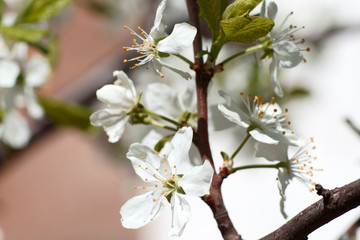 flowering fruit trees, spring, flowers of apple and cherry, botanical garden