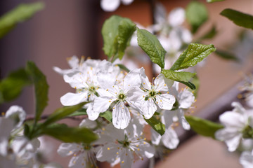 flowering fruit trees, spring, flowers of apple and cherry, botanical garden