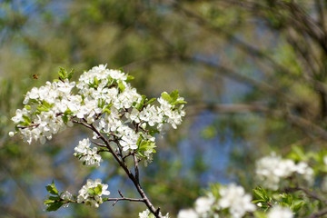 flowering fruit trees, spring, flowers of apple and cherry, botanical garden