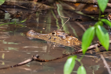 Caiman, Caiman crocodilus, animal in the river in Costa Rica