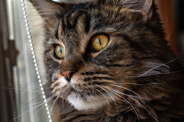 domestic cat looks out the window, breed Maine Coon