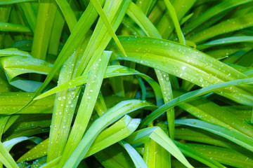 Obraz premium Blätter im Morgentau