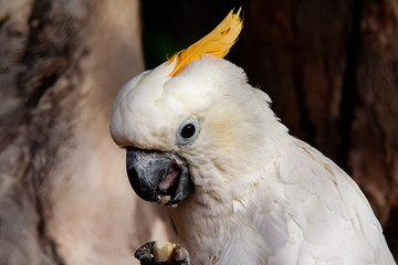 close up from a Cockatoo who eating