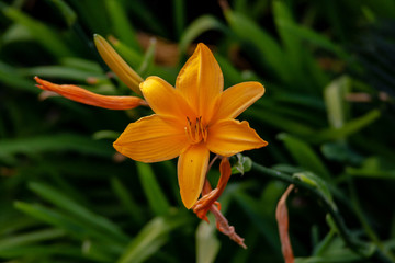 Close up from a orange star flower