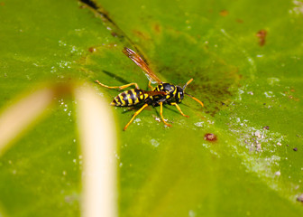 Biene auf Blatt