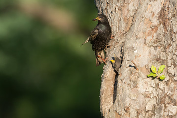 Common starling (Sturnus vulgaris) next to nest hole in an old fruit tree with chick looking out of the nest