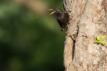 Common starling (Sturnus vulgaris) next to nest hole in an old fruit tree with chick looking out of the nest