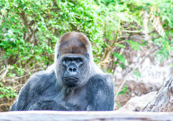 Fototapeta premium grimly Gorilla sits here and waiting for you