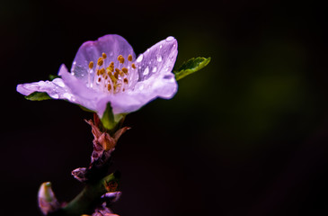 Obraz premium close up from a wet almond blossom