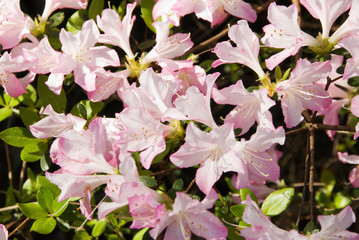 Pink and White Colored Azalea Flowers in Bloom
