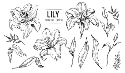 Search photos lilies 