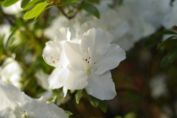Blooming hybrid Azalia Rhododendron hybridum selection in a greenhouse. flower background. Soft focus.
