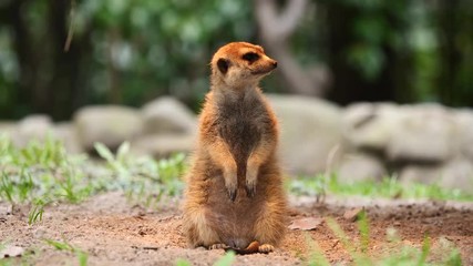 Close up meerkats standing and watching for hunters and running away at last. 4K Video, slow motion.