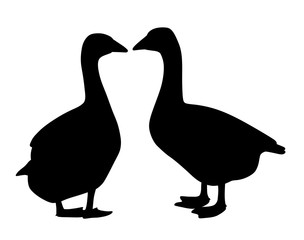 Two geese couple