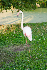  Beautiful pink flamingo  walking   nature on a sunny day. Exotic Bird