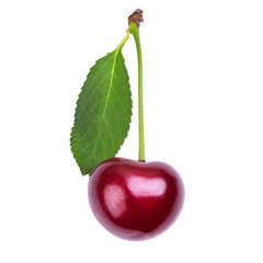 Group of ripe cherries with sprigs and leaves