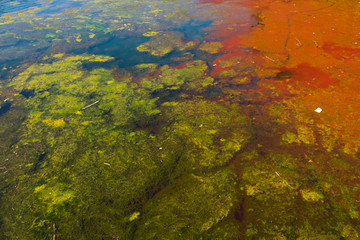 Algae bloom at Lake Constance during a hot summer day