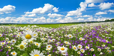Foto op Plexiglas lente landschap panorama met bloeiende bloemen op weide © yanikap