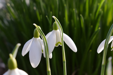 The first spring flowers. White snowdrops close up.