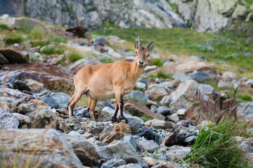 Ibex in the mountains