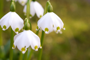 The first spring flowers. White snowdrops close up.
