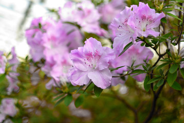 Blooming hybrid Azalia Rhododendron hybridum selection in a greenhouse. flower background. Soft focus.