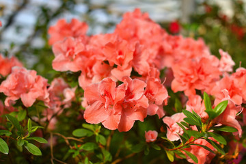 Blooming hybrid Azalia Rhododendron hybridum selection in a greenhouse. flower background. Soft focus.