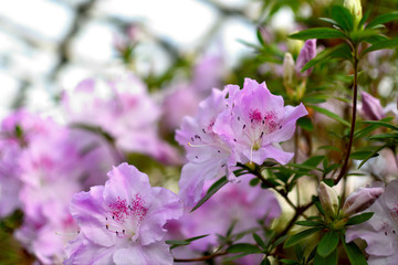 Obraz premium Blooming hybrid Azalia Rhododendron hybridum selection in a greenhouse. flower background. Soft focus.