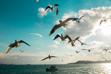 Fototapeta na wymiar A group of birds on the sea with a very beautiful sky