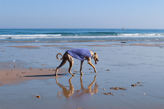 Free greyhound